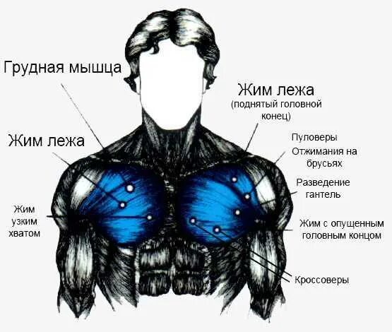 Упражнения для прокачки середины грудных. Упражнения на нижнюю часть грудных мышц. Ключичная часть грудной мышцы упражнения. Как прокачать нижние грудные мышцы.