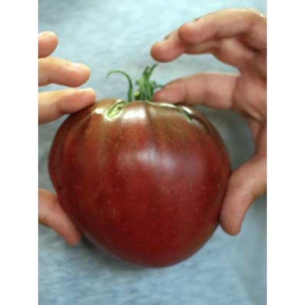 Сорт томата черное сердце бреда. Красномордина 20шт томат (сиб сад). Томат черное сердце брэда 5шт. Томат черное сердце. Чёрное сердце бреда томат описание характеристика.