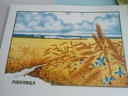 Рисование пшеница подготовительная группа
