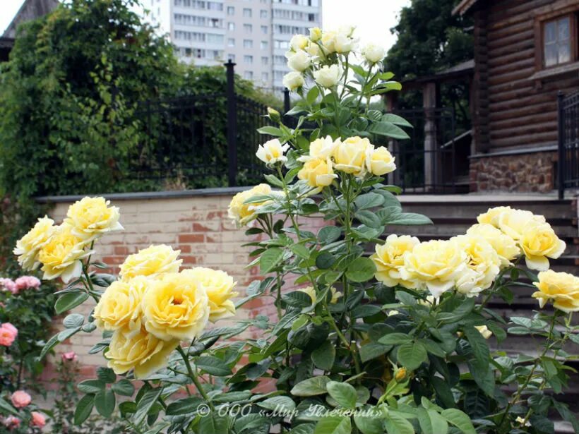 мир увлечений садовый центр интернет