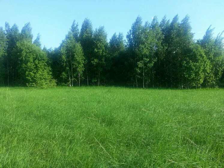 Дом в лесу вид сверху. Участок 389 москва. Снт фэи-1 обнинск сайт. Участок 389 москва. Коттеджный посёлок цветочный калужское шоссе.