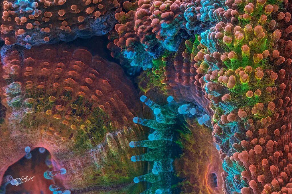Acanthastrea LORDHOWENSIS. Мир под микроскопом. Кораллы под микроскопом. Организмы под микроскопом.