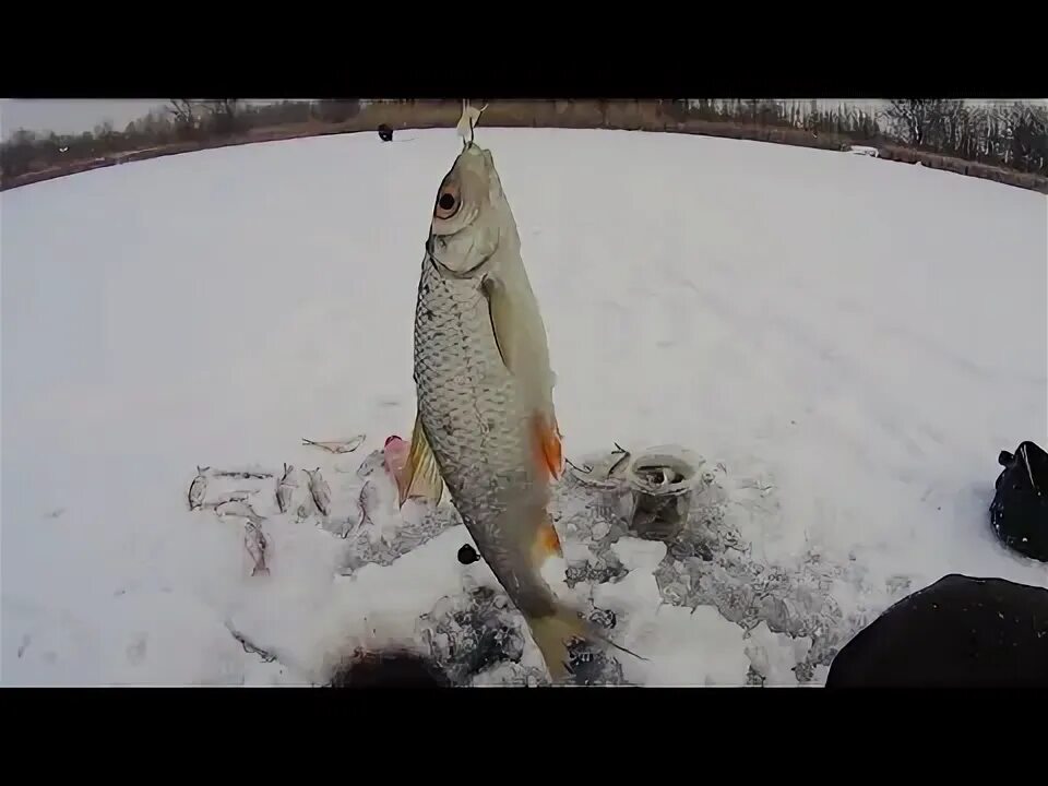 Зимняя рыбалка 2 окуня. Окунь зимой. Зимняя рыбалка на озере. Подледная рыбалка сахалин. Глухозимье рыбалка.