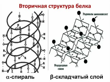 Альфа и бета складчатая структура