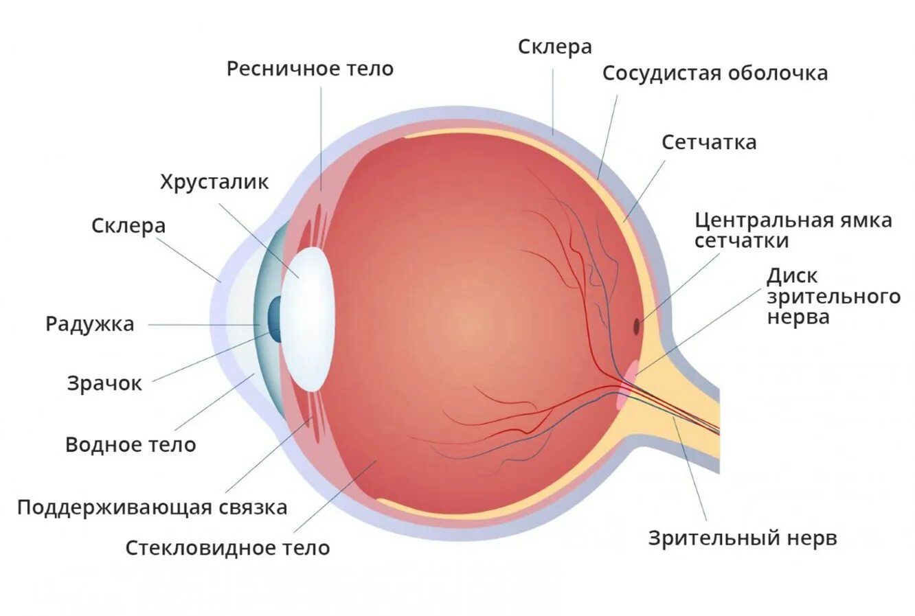 Строение глаза человека анатомия. Строение глазного яблока склера. Структура сетчатки глазного яблока. Внутренняя оболочка глазного яблока строение.