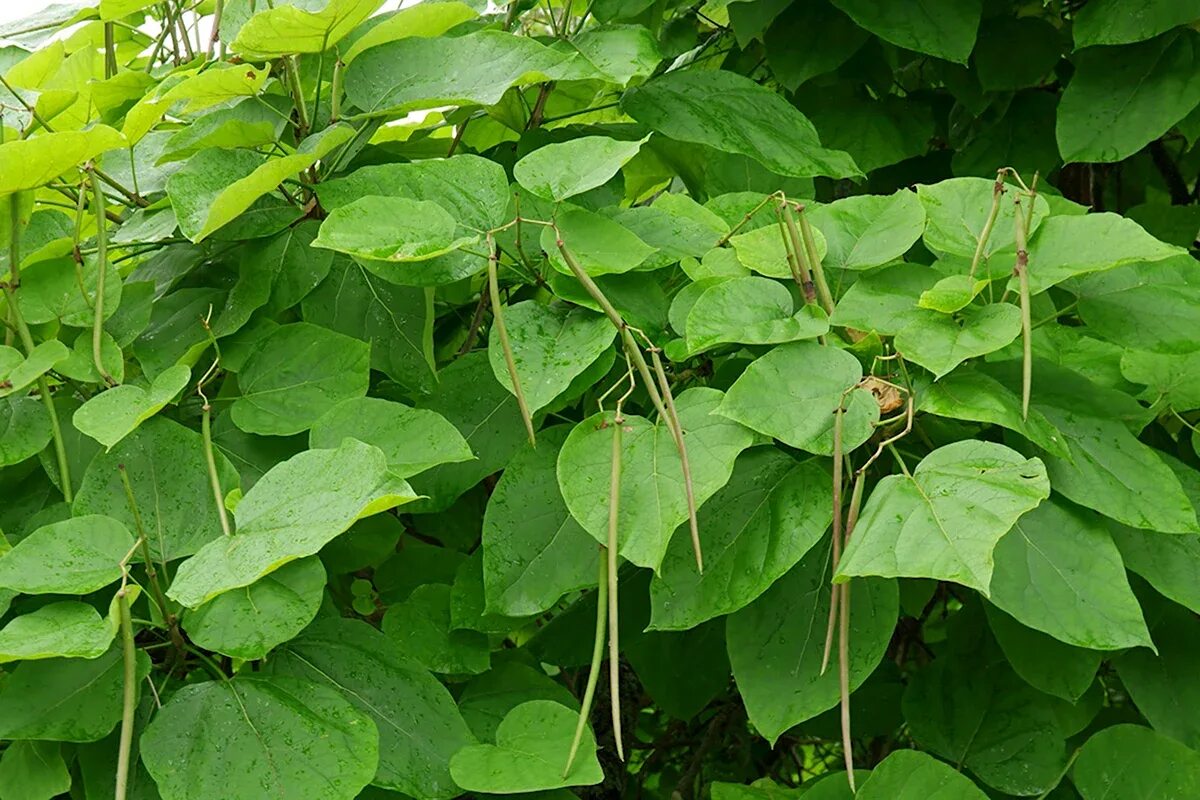 Куст с крупными листьями