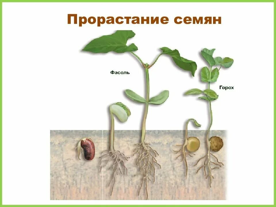 Прорастание семян. Прорастание семян фасоли. Схема прорастания семян. Прорастание гороха. Прорастание семян гороха вывод