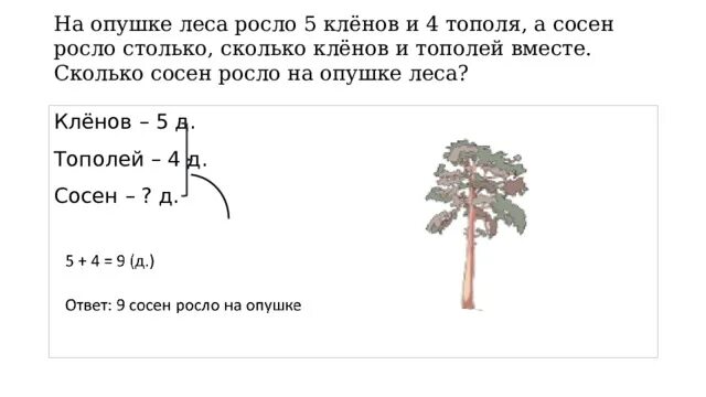 Рябина живет столько же сколько. Сколько лет растет сосна. Сколько растет клен. Возле школы растут шесть деревьев сосна. Высота деревьев лип и тополей.