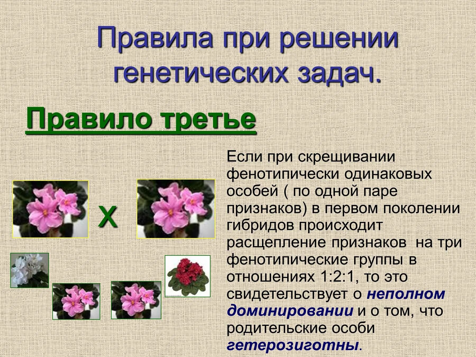 Задачи по биологии моногибридное скрещивание. Генетические задачи по биологии 10 класс моногибридное скрещивание. Генетические задачи на моногибридное скрещивание 10 класс. Генетические задачи на моногибридное скрещивание.