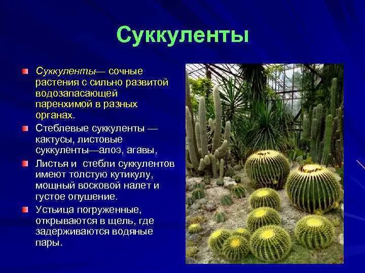 Среда обитания кактуса и ежа лабораторная работа. Абиотические факторы кактуса. суккуленты среда обитания. среда обитания кактуса. кактус приспособление к среде.