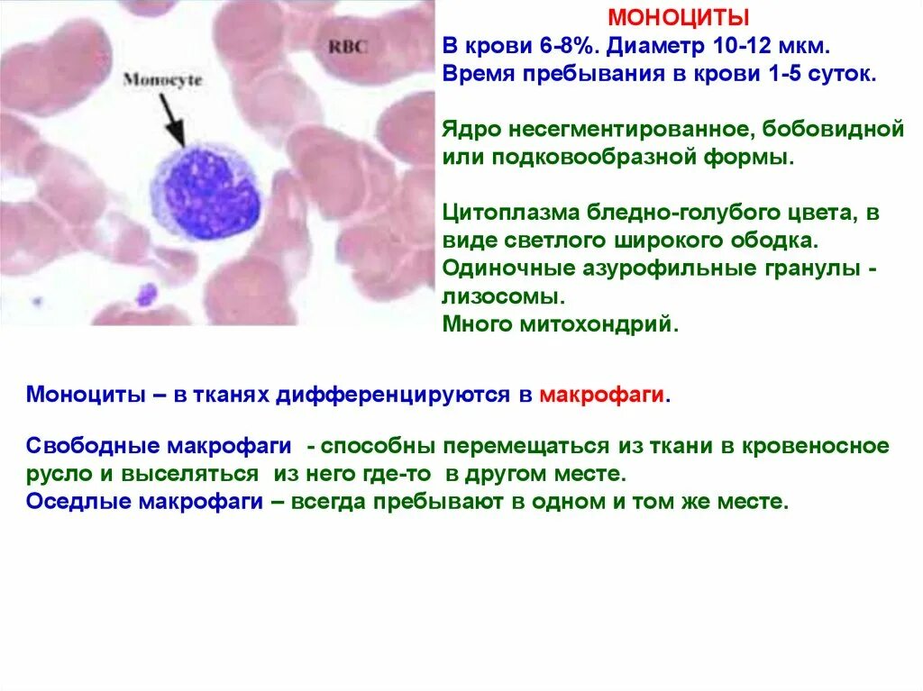 Моноцитов в крови 1