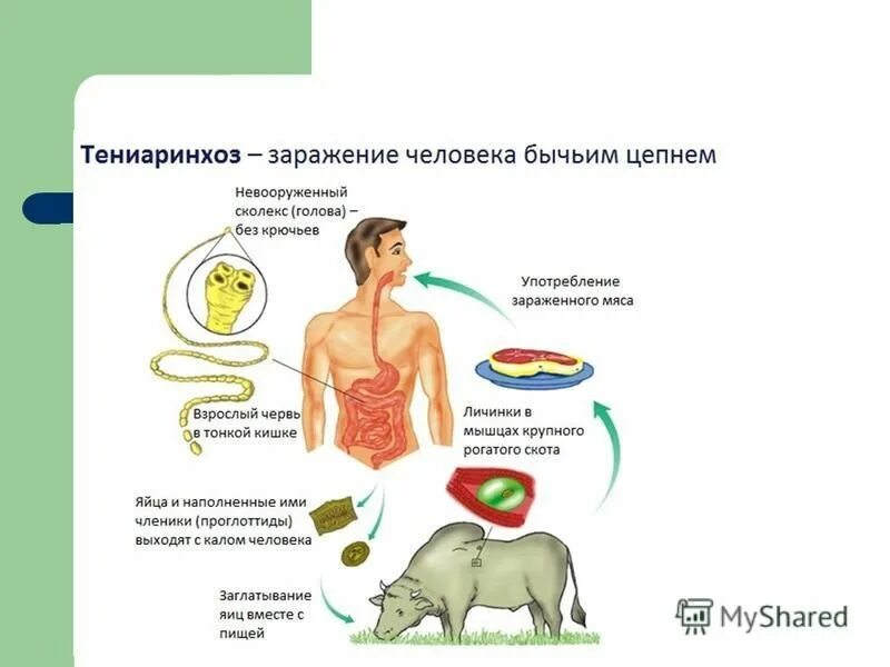пути заражения бычьим цепнем. заражение человека бычьим. общая характеристика бычьего цепня. заражение человека бычьим. заражение человека бычьим.