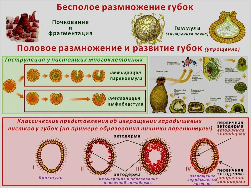 Размножение губок. Половое размножение губок. Бесполое размножение губок. Цикл развития губок.