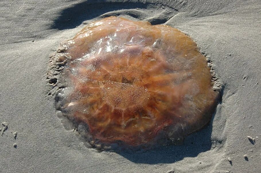 Свободноплавающие медузы. Диплулмарис антарктида медуза. Медузы танганьика. Лето пляж медузы. Медузы в азовском море 2021.