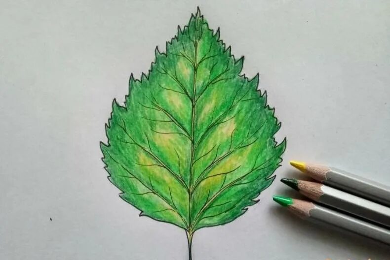 Лист рисунок цветной. Листья цветными карандашами. Рисование листьями. Рисование листиков цветными карандашами. Листочки карандашами цветные.