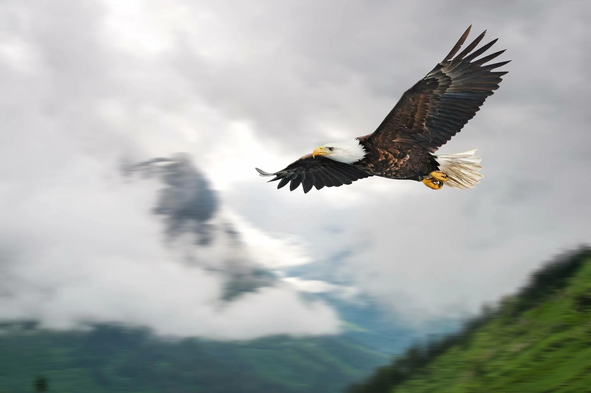 песня гордый орел