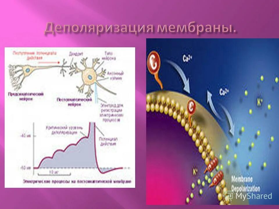 Деполяризация клеточной мембраны. Процесс деполяризации мембраны. Деполяризация мембраны это. Деполяризация мембраны это в физиологии. Деполяризация мембраны клетки