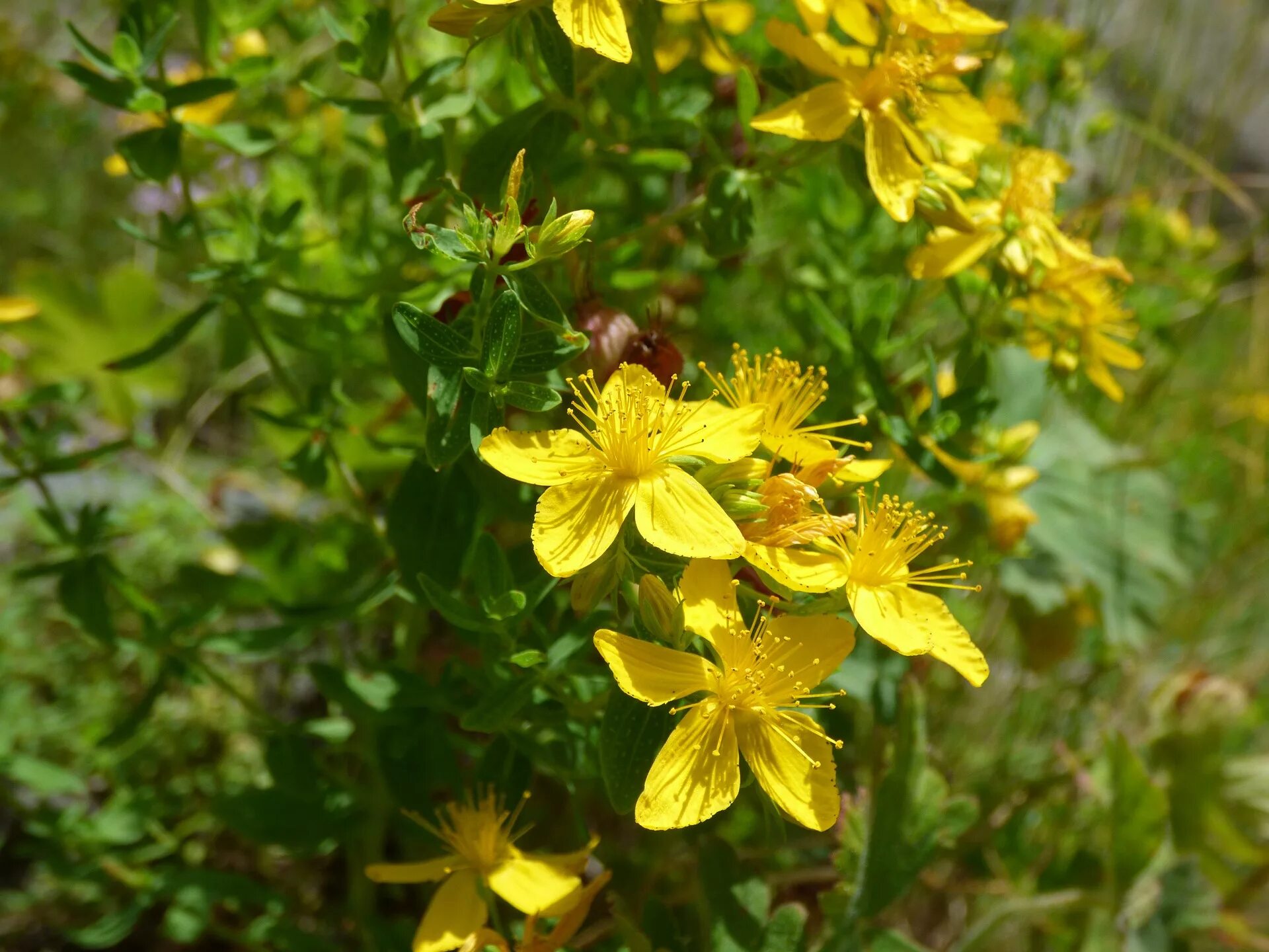 Зверобой продырявленный (обыкновенный). Зверобой горный(Hypericum montanum l.). Зверобой Гиперикум. Зверобой продырявленный горный.