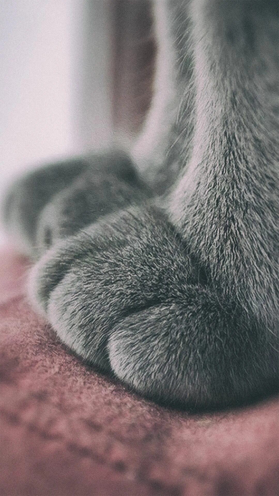 Фото лап. Котья жепка. Кошачья лапка. Пушистые лапки.