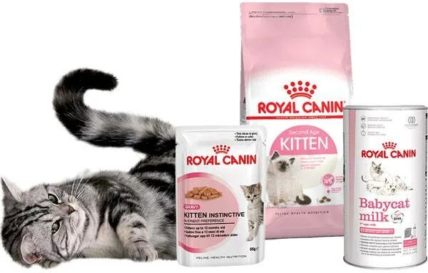 Роял линейка. Royal Canin Babycat 34. Роял Канин для кошек Индор паштет. Вся линейка паучи Роял Канин для кошек. Уринари Кеа Роял Канин для кошек.