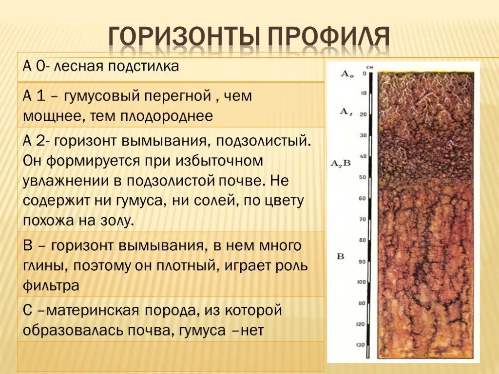 Почвы подзолистые почвы гумусовый Горизонт. Гумусовый Горизонт подзолистых почв. Профиль подзолистой почвы с горизонтами. Состав почвы 6 класс география