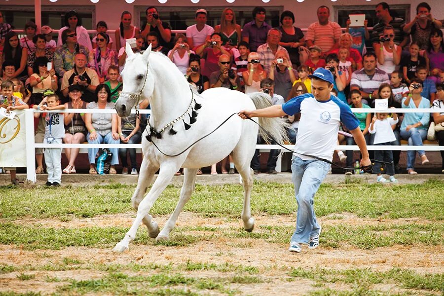 шоу коне. шоу коне. шоу про коней. конное шоу москва. терский конный завод минеральные воды.