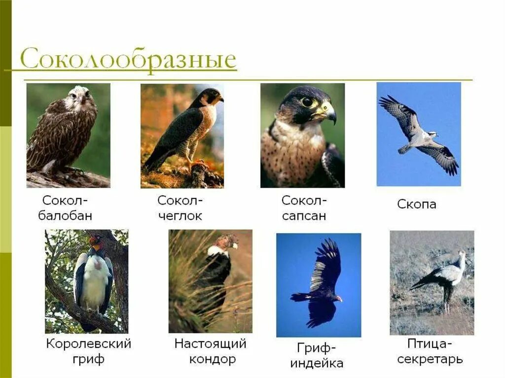 Дневные хищные птицы семейство соколиные. Представители отряда хищные птицы. Отряд соколообразные (хищные птицы). Отряд дневные хищники. Отряд соколообразные (хищные птицы).
