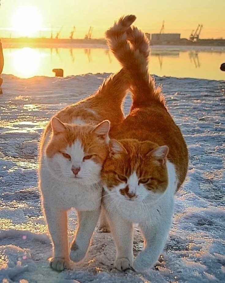 Два кота давай. Два кота на море. коты на закате. две кошки на закате. кот любуется закатом.