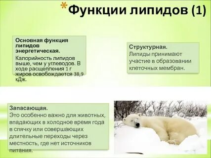 Белки и липиды функции