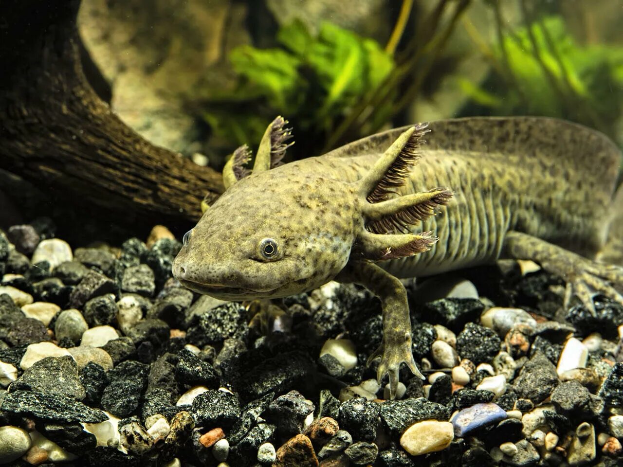 Аквариумные аксолотли. Аксолотль (Ambystoma mexicanum). Амбистома и аксолотль. Аквариумный дракон аксолотль. Аксолотль личинка амбистомы.