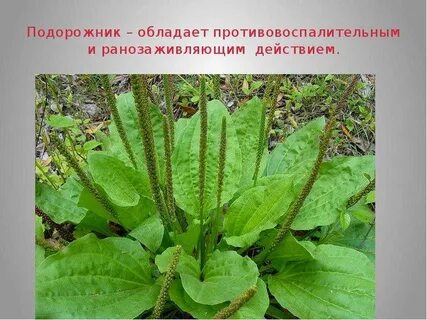 Жизненная форма подорожника