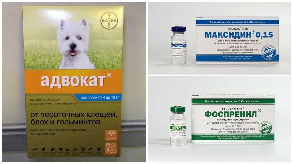 Что дать собаке от зуда