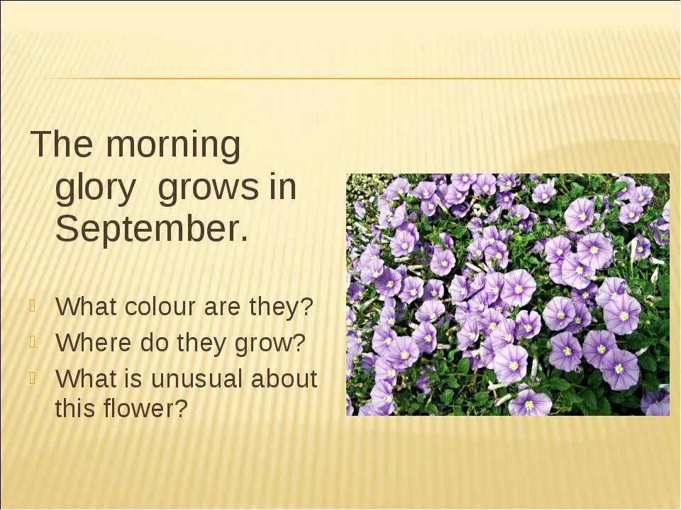 Morning Glory Flower перевод. What Colour is this Flower переводчик. Morning Glory цветок объяснение по английски. Morning Glory Flower MRI. Глори перевод