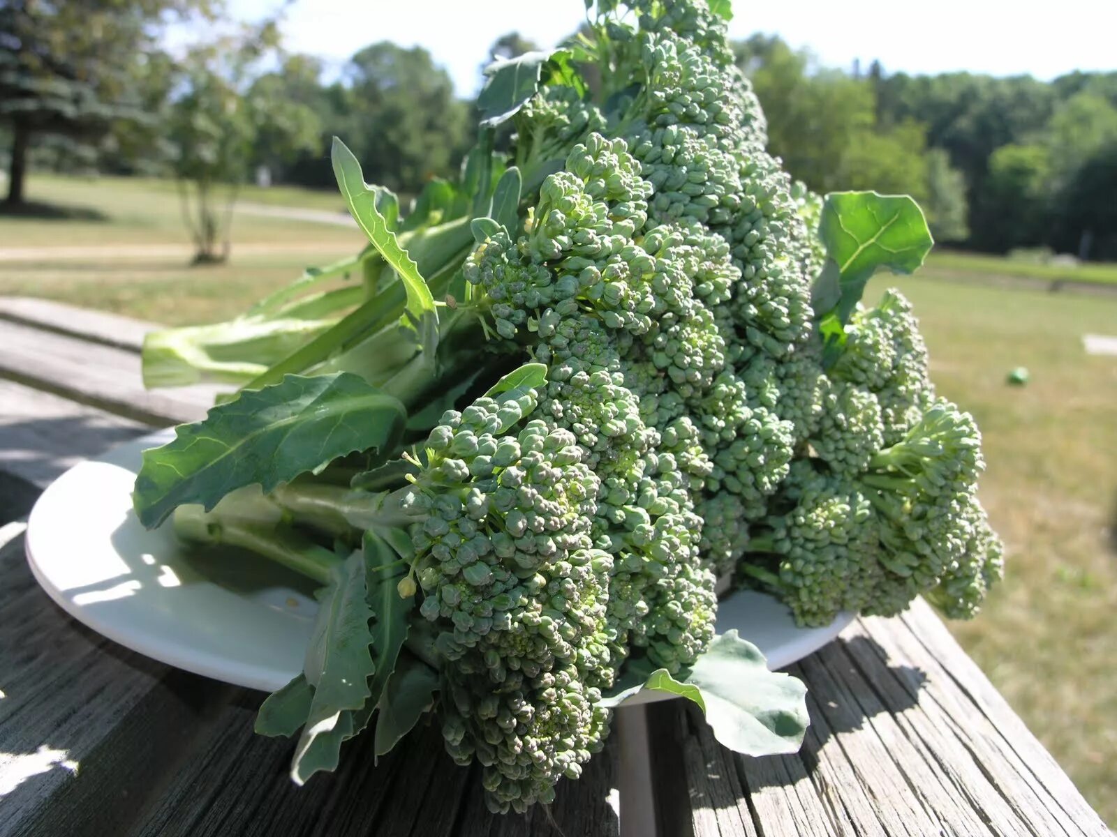 Брокколи огородные. Брокколи в огороде. Брокколи в огороде. Капуста брокколи на грядке. Калабрийская брокколи.