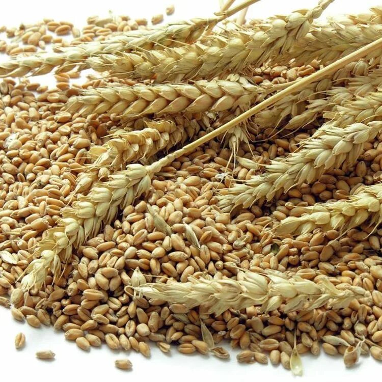 Отличные пшеничные