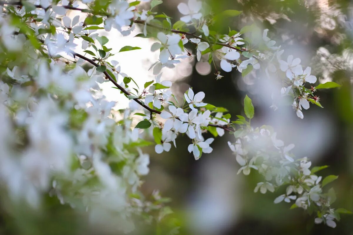 липа цветет. алыча цветы. купальница европейская в кировской области. весна нарциссы. природа весной.