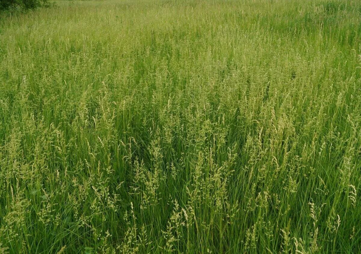 Трава мятлик луговой. Мятлик Луговой (POA pratensis). Мятлик Луговой (POA pratensis l.). Мятлик Луговой (POA praténsis). PÓA praténsis - мятлик Луговой.