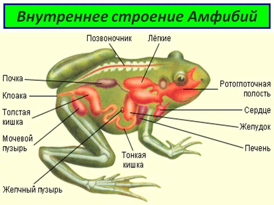 Тело земноводных состоит из. Строение скелета бесхвостых амфибий. Внутреннее строение бесхвостых амфибий. Отряд бесхвостые внутреннее строение. Внешнее строение бесхвостых.