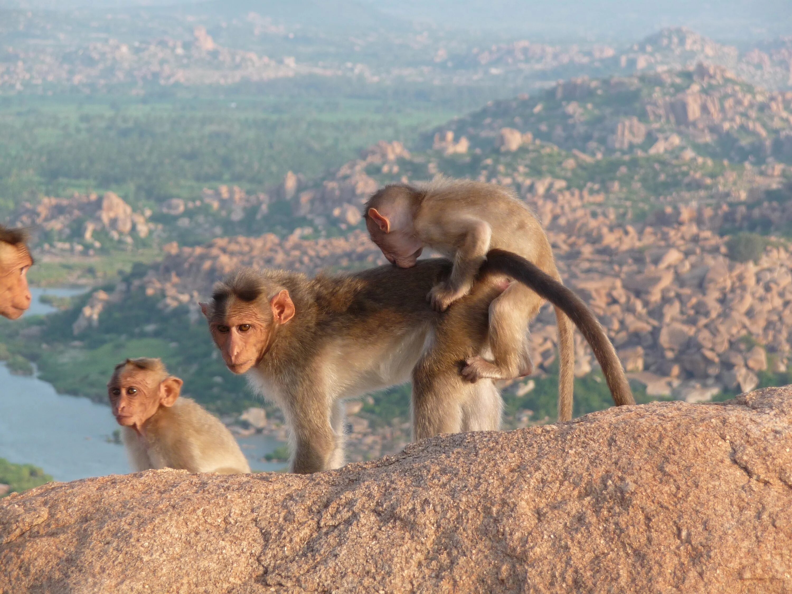 Фауна Индии. Дикая обезьяна. Индийские обезьяны. Мир животных обезьяны. Обитатели индийского