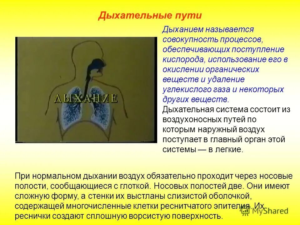 Дыханием называется процесс обеспечивающий. Путь углекислого газа дыхательная система. что называется дыханием. дыханием называется процесс:. дыхательная система обеспечивает поступление.