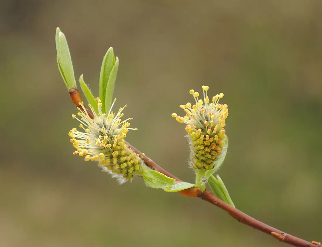 Ива Salix phylicifolia. Ива трехтычинковая листья. Ива трехтычинковая соцветия. Ива ломкая Верба. Что является частью мужского растения ивы