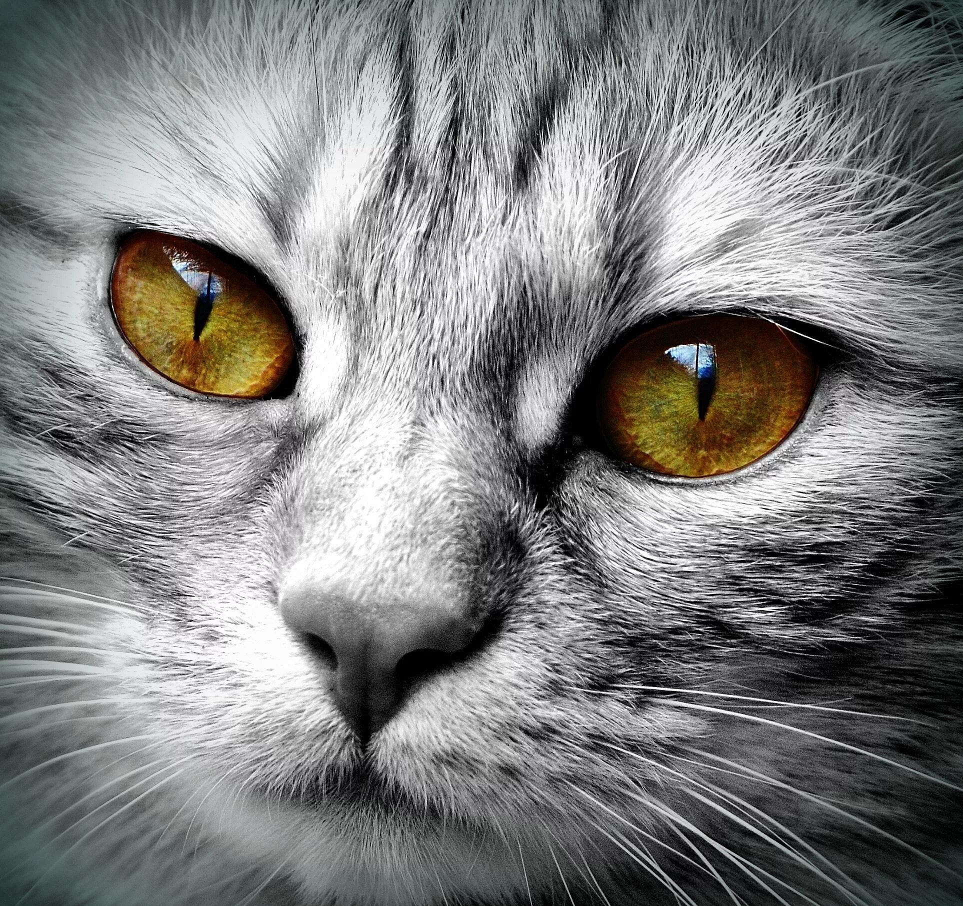 Глазки кошечки. Кошачий глаз. Морда кошки. Красивые коты. Взгляд кошки.