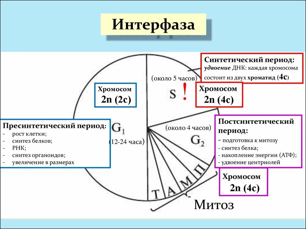 Состоит из четырех фаз. Схема стадии интерфазы. Синтетический период интерфазы схема. Три фазы интерфазы. Основные процессы, происходящие в g2 периоде интерфазы.