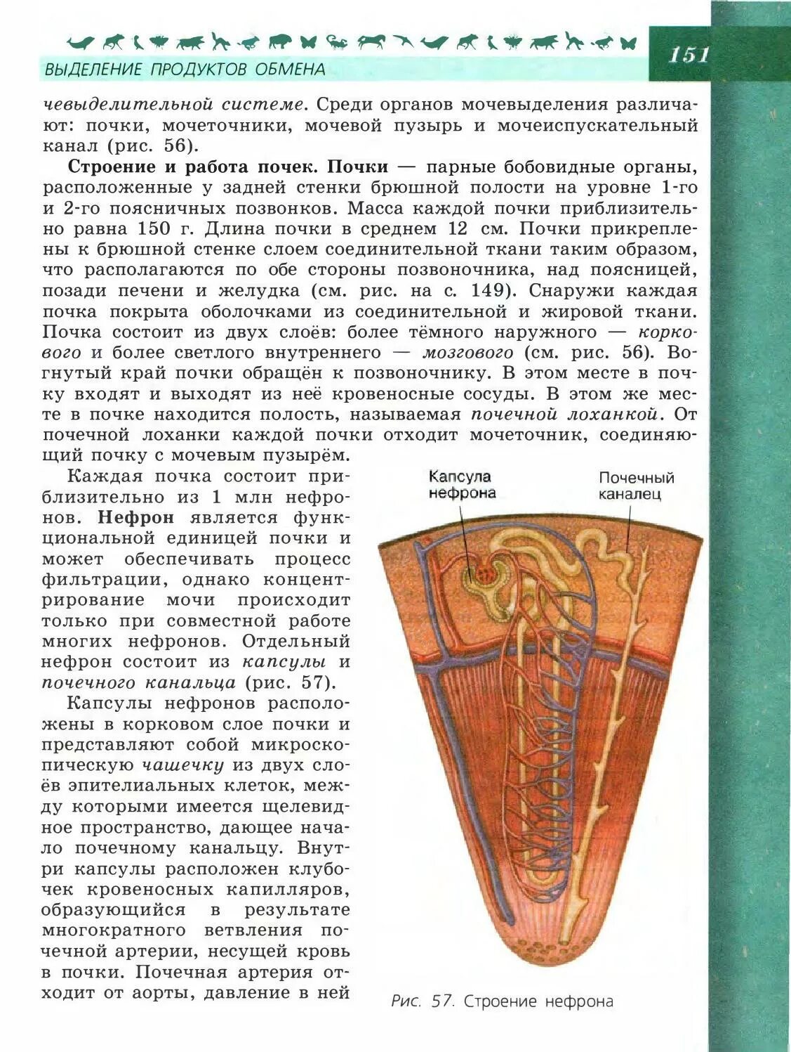 Биология 8 учебник пасечников. Биология 8 класс учебник пасечник кости. Биология 8 класс темы пасечник. Биология 8 учебник пасечников. Пасечник линия жизни 9 класс.