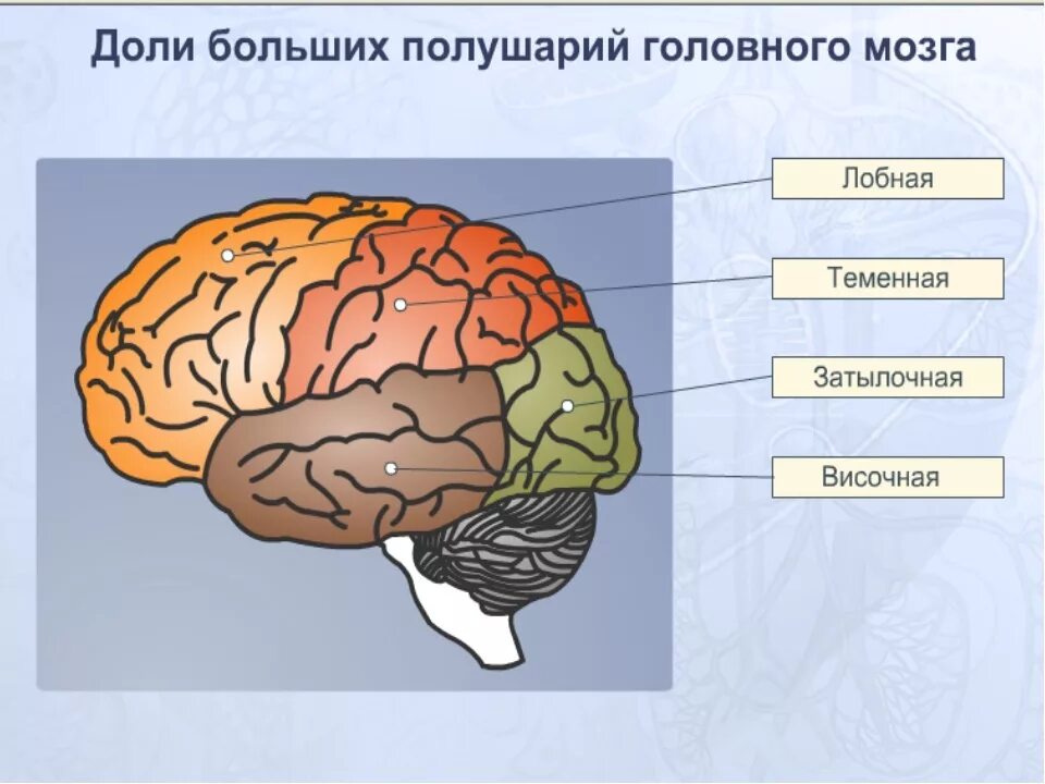 Перечислите доли больших полушарий головного мозга. Анатомия коры головного мозга доли. Доли коры полушарий мозга. Доли больших полушарий головного мозга рисунок 129.