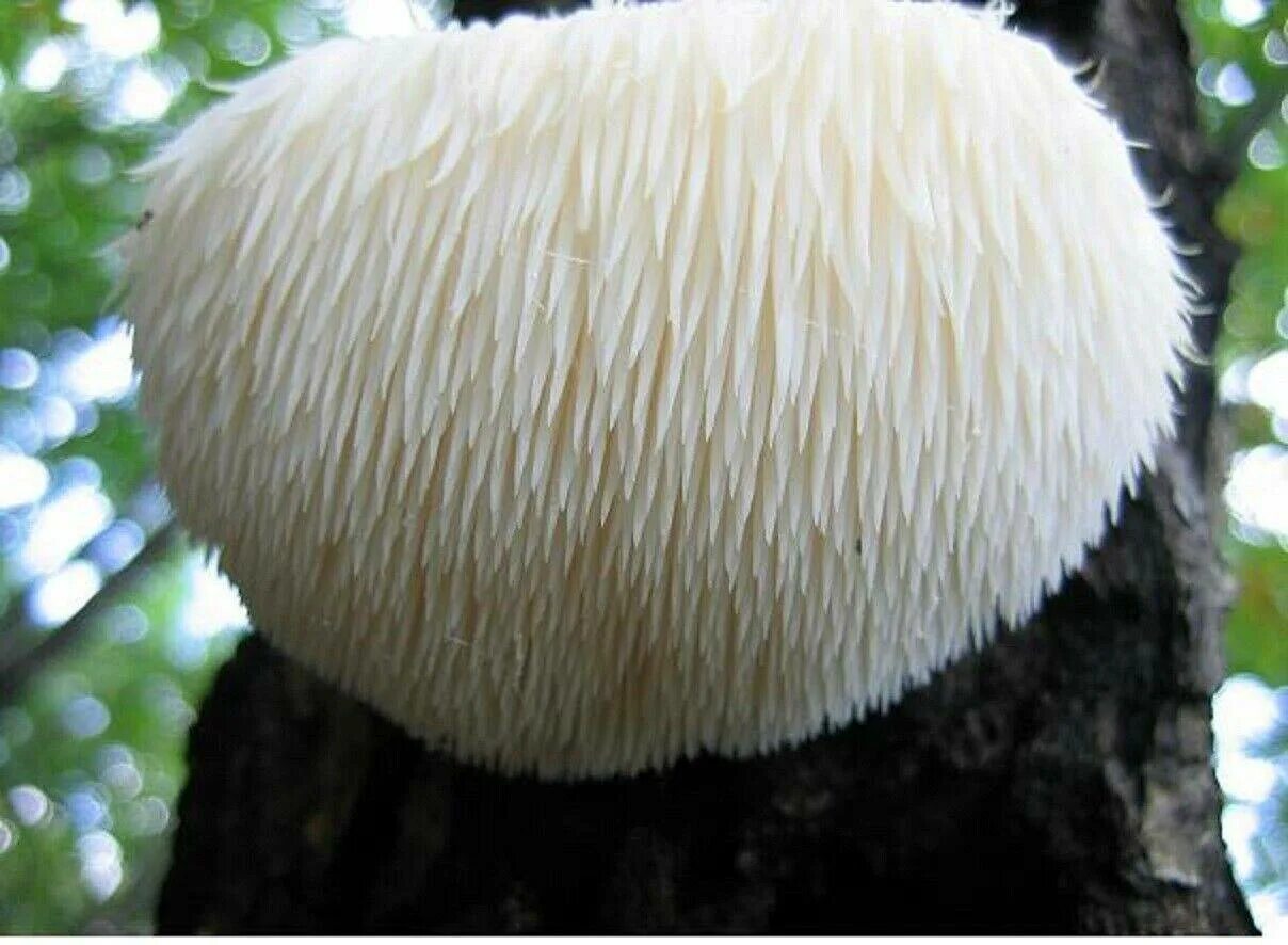 Mane mushroom
