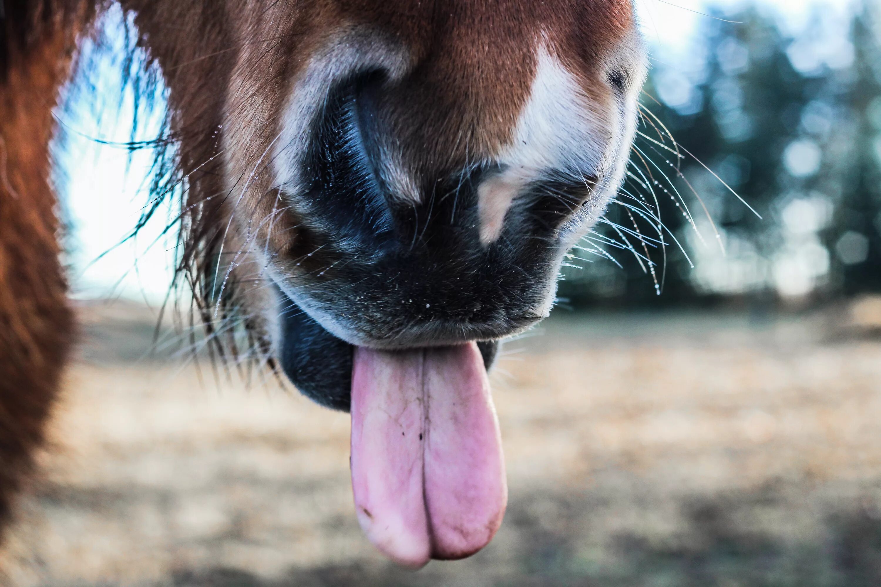 Смешная лошадь. Смешная морда лошади. Язык лошади. Лошадка с высунутым языком.