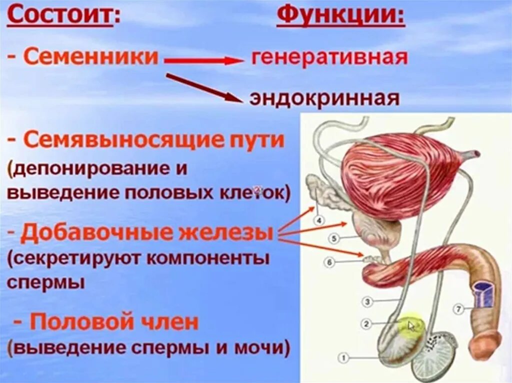 Мужская половая презентация