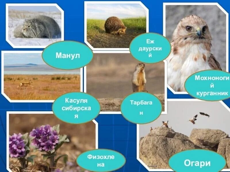 Даурский заповедник в какой природной зоне. Даурский заповедник забайкальского края. животные даурского заповедника. даурский заповедник сообщение. доклад о даурском заповеднике.