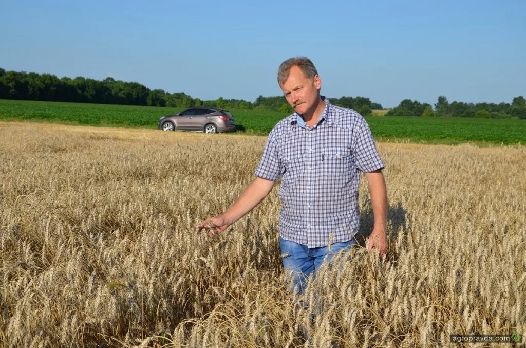 Спк колос новопокровский район краснодарский край. Урожай озимой пшеницы. Фермер в поле. Агроном отзывы. Агроном отзывы.